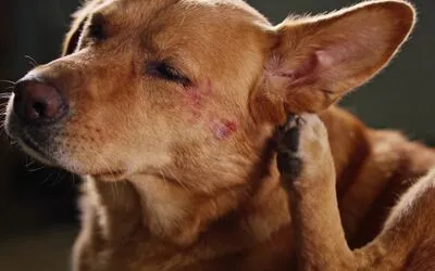 Dog scratching with no fleas - 7 real causes